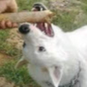 Meet your Posher, Nam